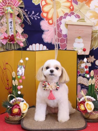 20240117みるくちゃん